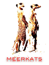 MEERKAT